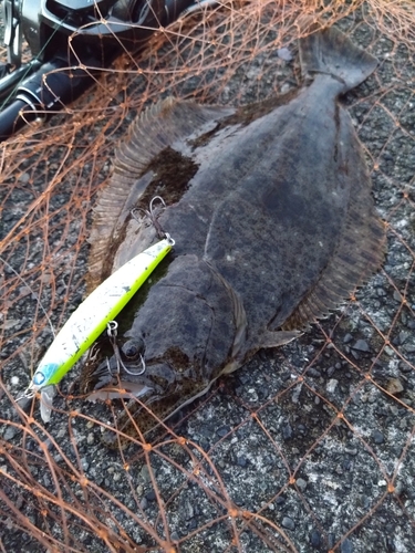 ソゲの釣果