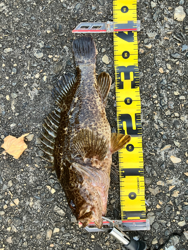 タケノコメバルの釣果