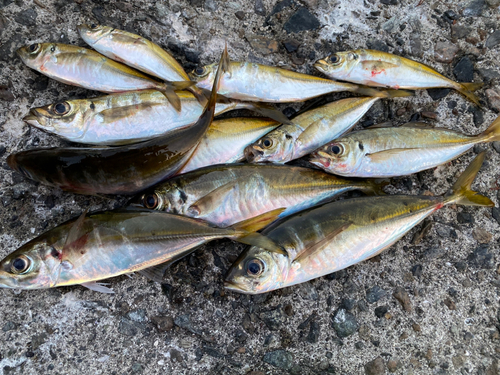 アジの釣果