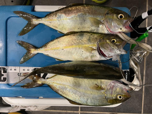 ショゴの釣果