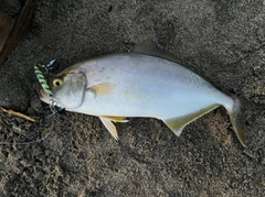 ショゴの釣果