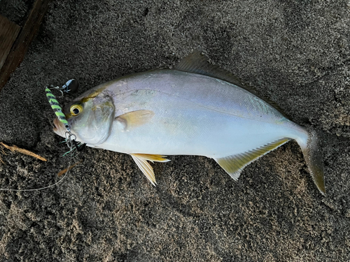 ショゴの釣果