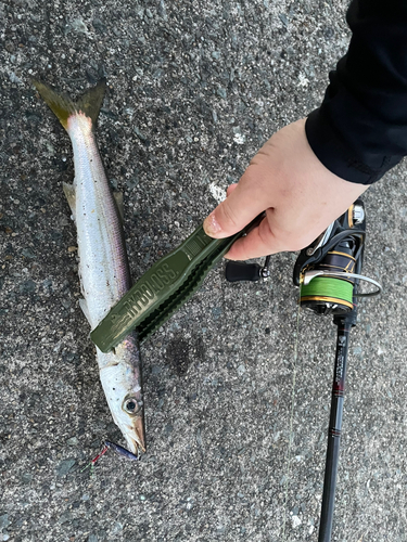 カマスの釣果