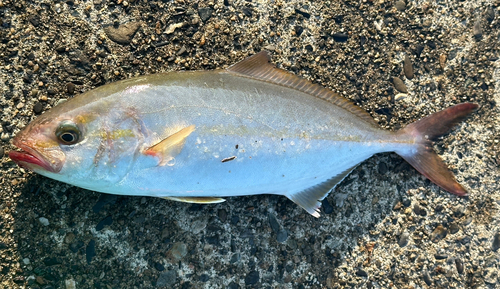 ショゴの釣果