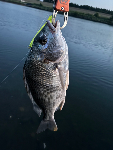 キビレの釣果