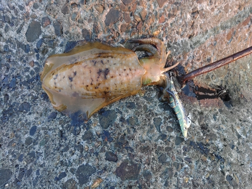 アオリイカの釣果