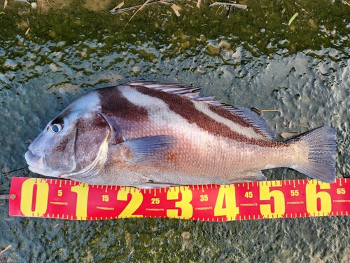 コショウダイの釣果