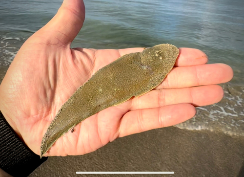 シタビラメの釣果