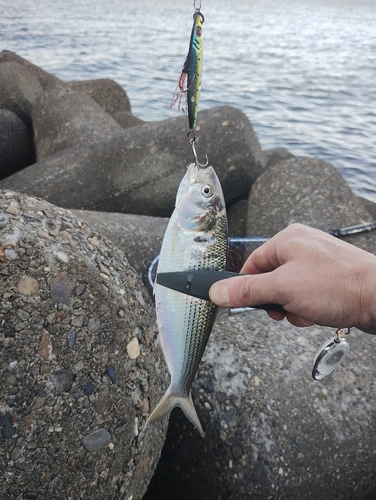 コノシロの釣果