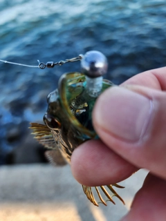 アナハゼの釣果