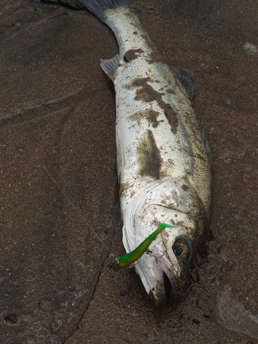 スズキの釣果