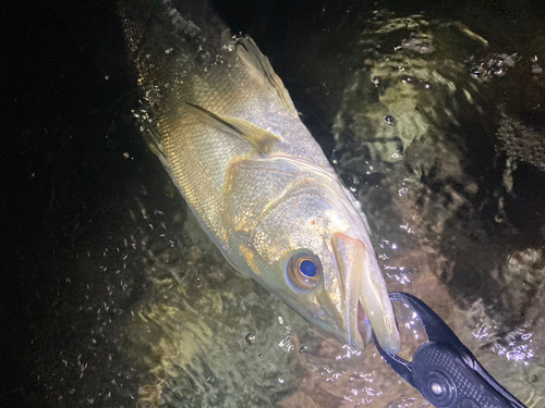 スズキの釣果