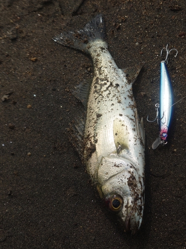 スズキの釣果