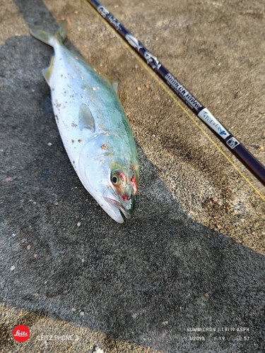 イナダの釣果