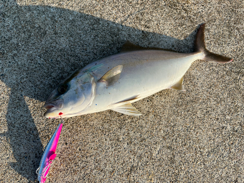 ショゴの釣果