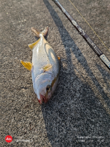 ショゴの釣果