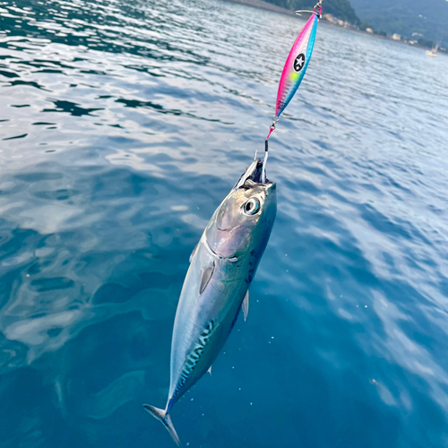 マルソウダの釣果