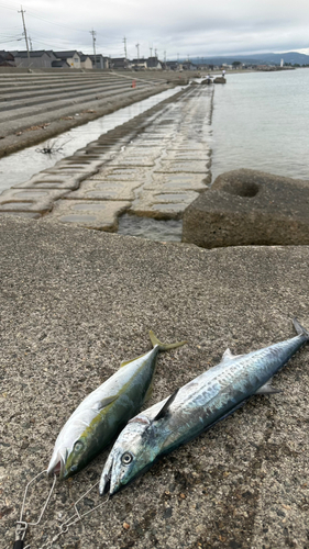 フクラギの釣果