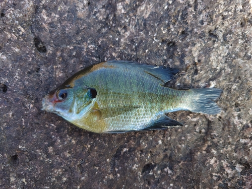 ブルーギルの釣果