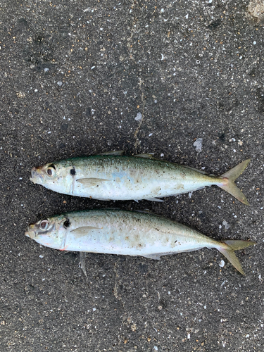 マルアジの釣果