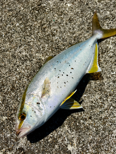 ネリゴの釣果