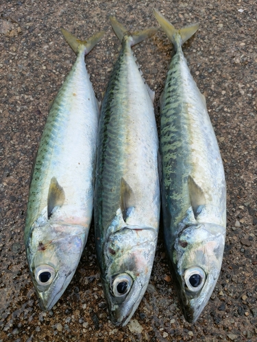 サバの釣果