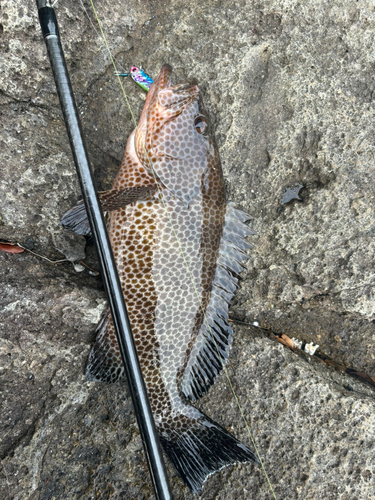 オオモンハタの釣果