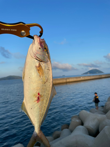 ネリゴの釣果