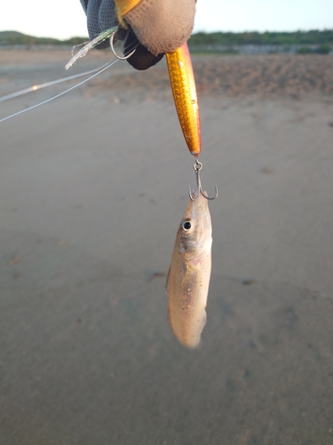 キスの釣果