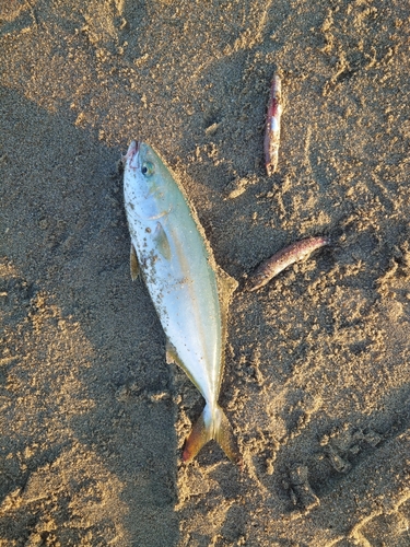 ワカシの釣果