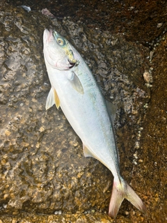 ツバスの釣果