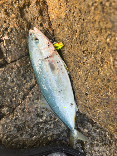 ツバスの釣果