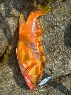 アカハタの釣果