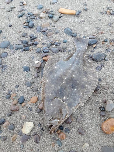 ヒラメの釣果