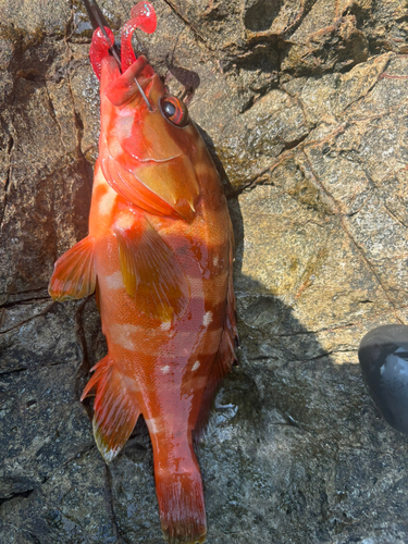 アカハタの釣果