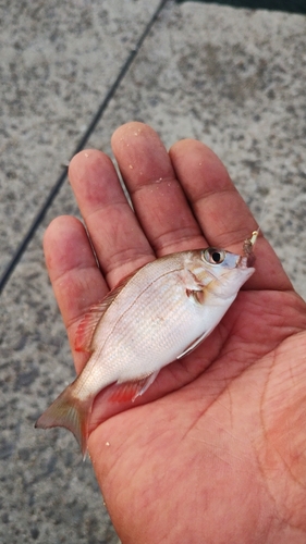 タイの釣果