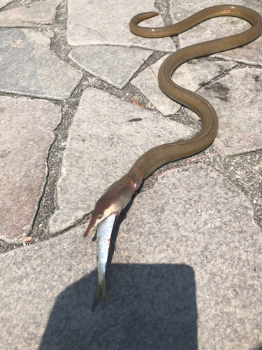 ダイナンウミヘビの釣果