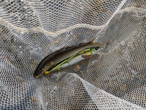 アユの釣果