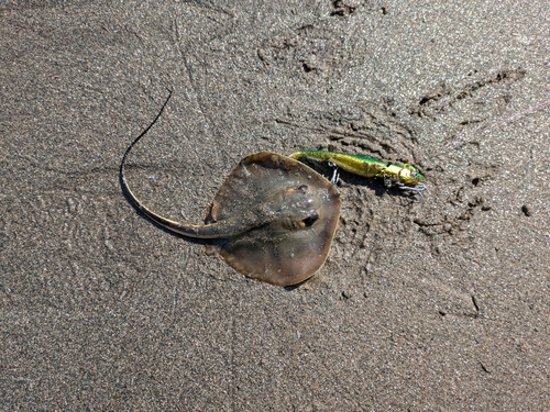 アカエイの釣果