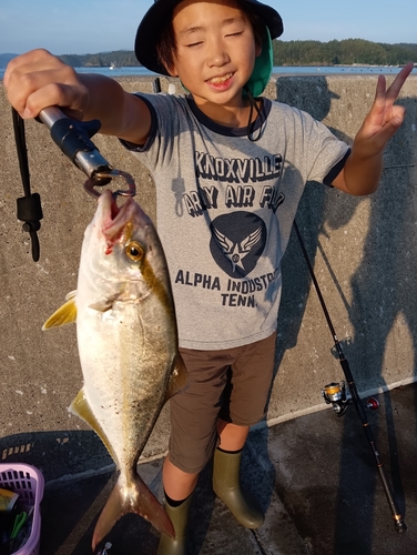 ショゴの釣果