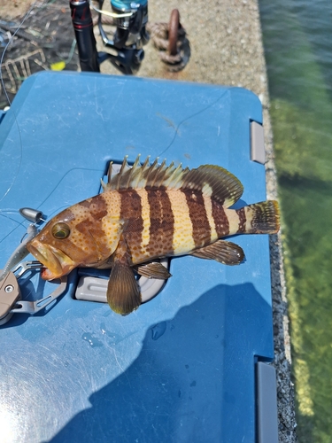 アオハタの釣果