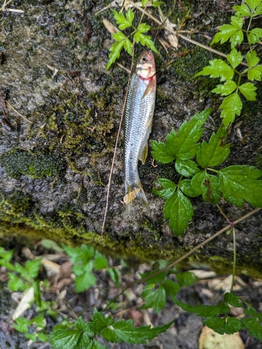 カワムツの釣果