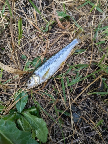 カワムツの釣果