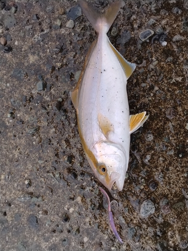 ショゴの釣果