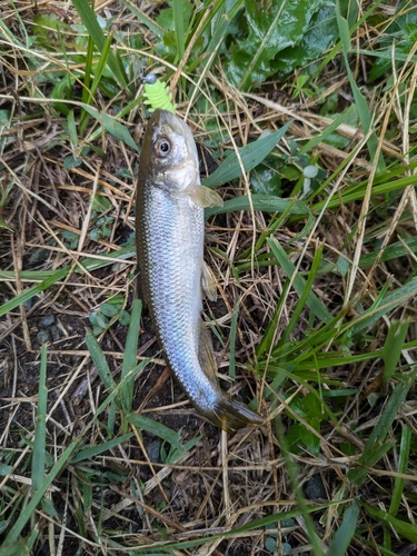 カワムツの釣果