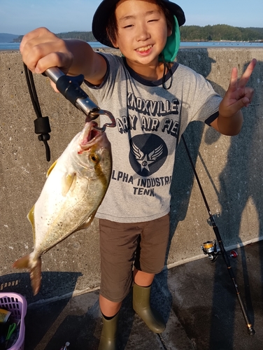 ショゴの釣果