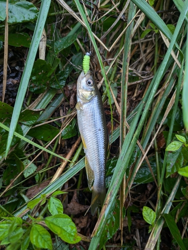 カワムツの釣果