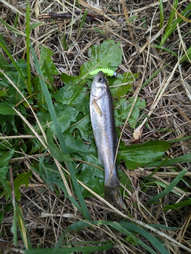 アブラハヤの釣果