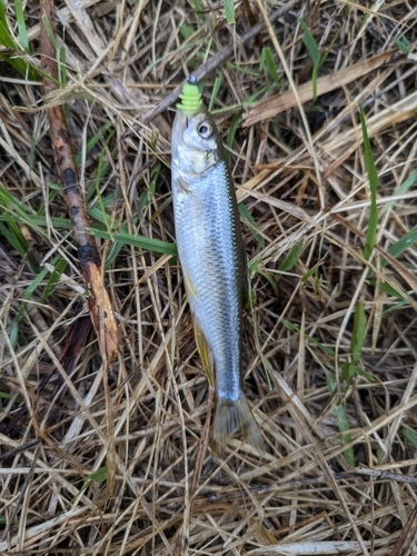 アブラハヤの釣果