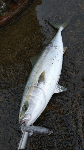 フクラギの釣果